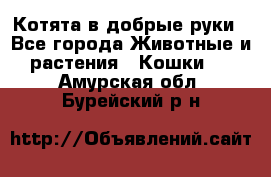 Котята в добрые руки - Все города Животные и растения » Кошки   . Амурская обл.,Бурейский р-н